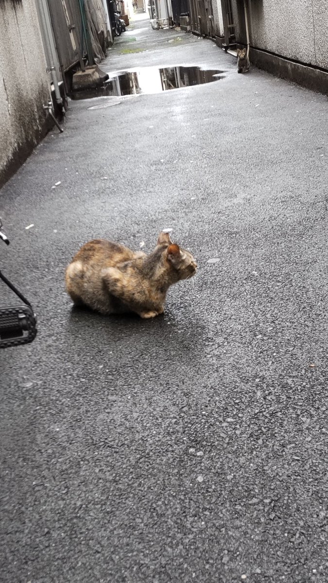 na_cy_ca's tweet photo. こちらはﾈｺﾁｬｿとの距離が上手く掴めない私の下手ショット
ずっと警戒されている https://t.co/3GzqGk6Qsi