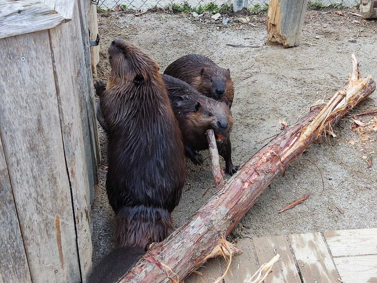 TomAmano's tweet photo. 2022.12.13
丸太入荷しました🪵
#アメリカビーバー　#トリアスふれあい動物園 https://t.co/yn84NddnOa