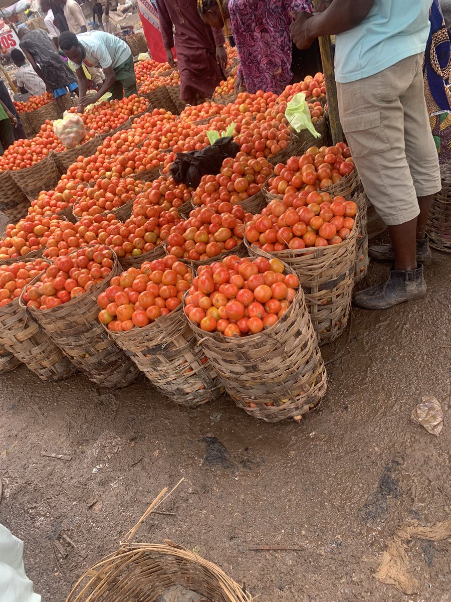 Onsogbu's tweet image. Is it true that a basket of tomatoes that was N150,000 3 weeks ago has dropped to 39,000 now?