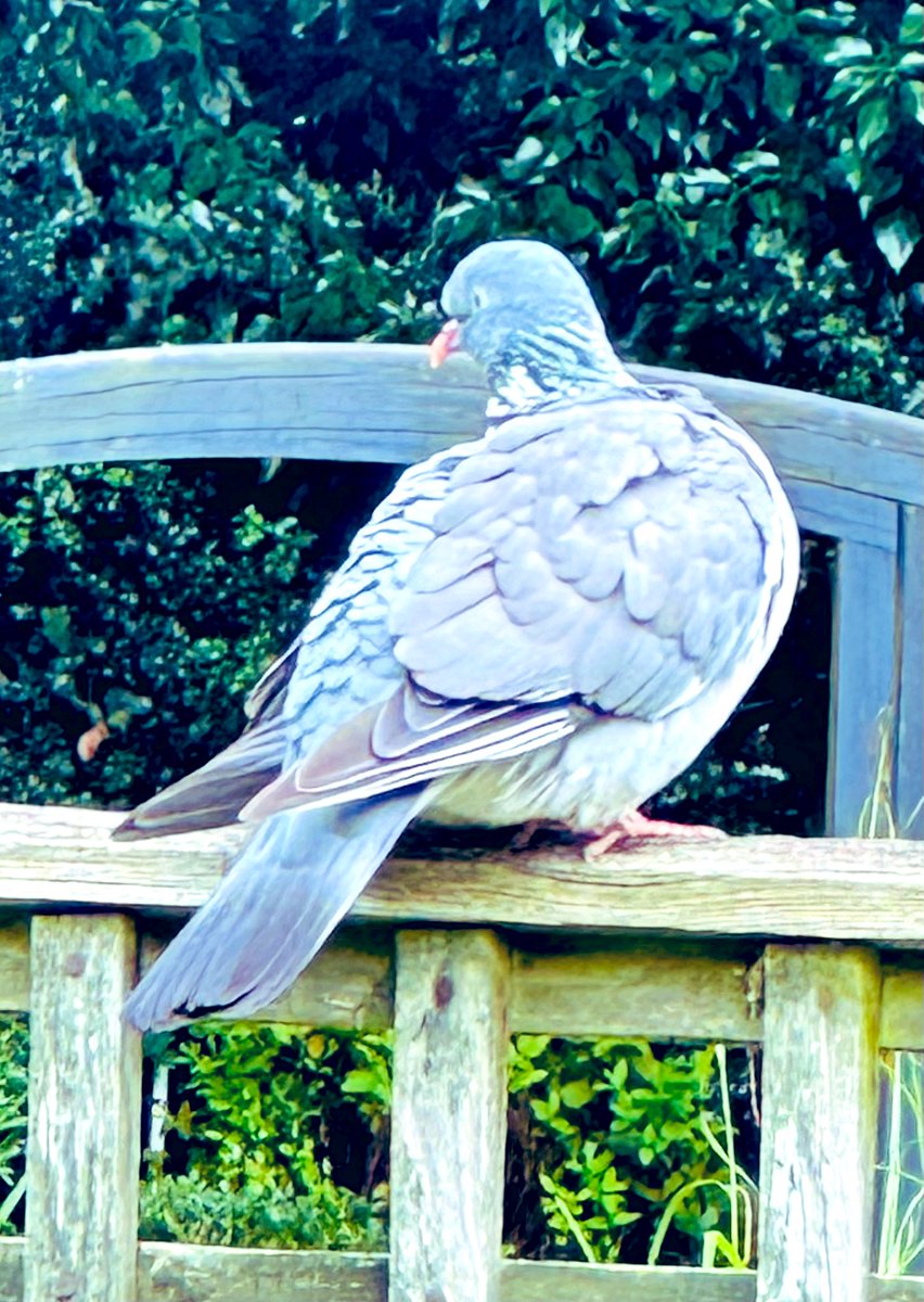 SkylarkArtist's tweet image. This is what it looks like when you’ve had your feathers ruffled…
#ruffled #feathers #birds #wildlife
🪶🪶🪶