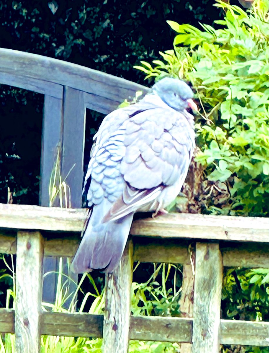 SkylarkArtist's tweet image. This is what it looks like when you’ve had your feathers ruffled…
#ruffled #feathers #birds #wildlife
🪶🪶🪶