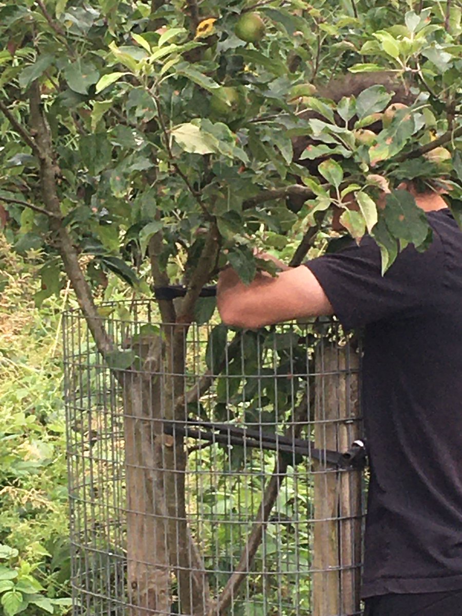 fruitnutvillage's tweet image. More #FruitTree care, at #BeilbyRoadOrchard #Stirchley. #SummerPruning the #StoneFruits  here. Stone Fruits??... gages, plums, damsons, apricots, cherries, bullace, etc, etc