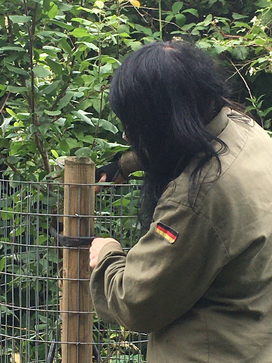 fruitnutvillage's tweet image. More #FruitTree care, at #BeilbyRoadOrchard #Stirchley. #SummerPruning the #StoneFruits  here. Stone Fruits??... gages, plums, damsons, apricots, cherries, bullace, etc, etc