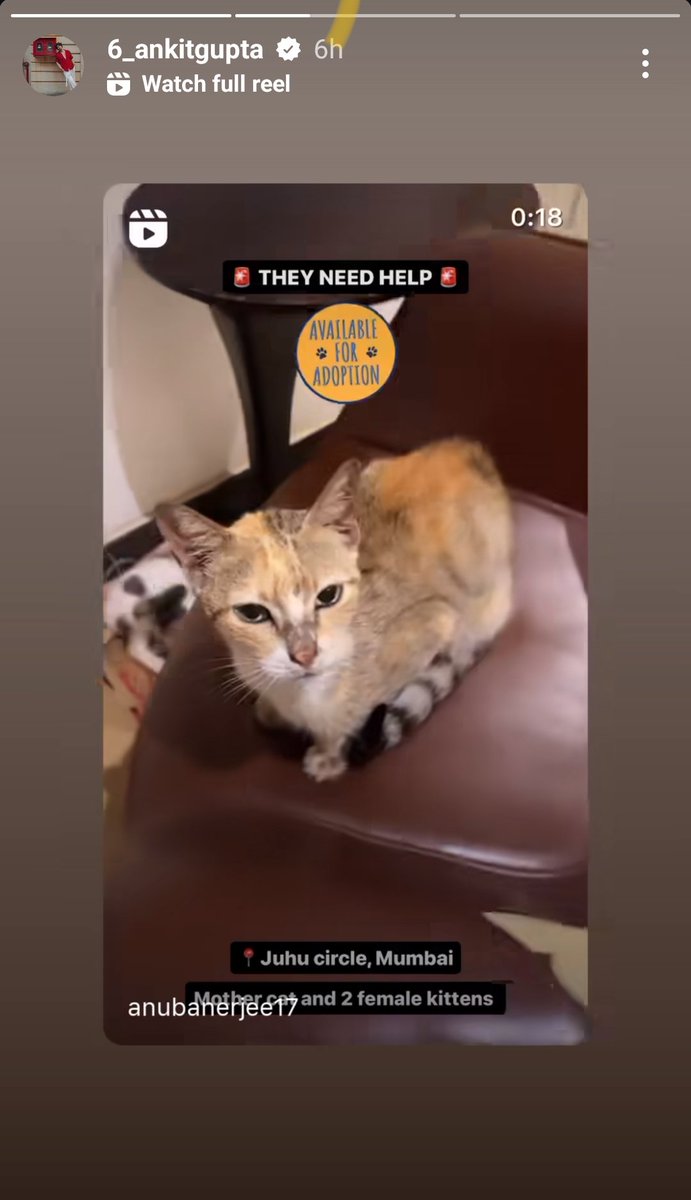 AritraS1609841's tweet photo. I am glad that Ankit is using his power in social media in a good way
After his story a homeless cat got adopted ✨
#AnkitGupta 
#PriyAnkit https://t.co/oNfm6iba4N