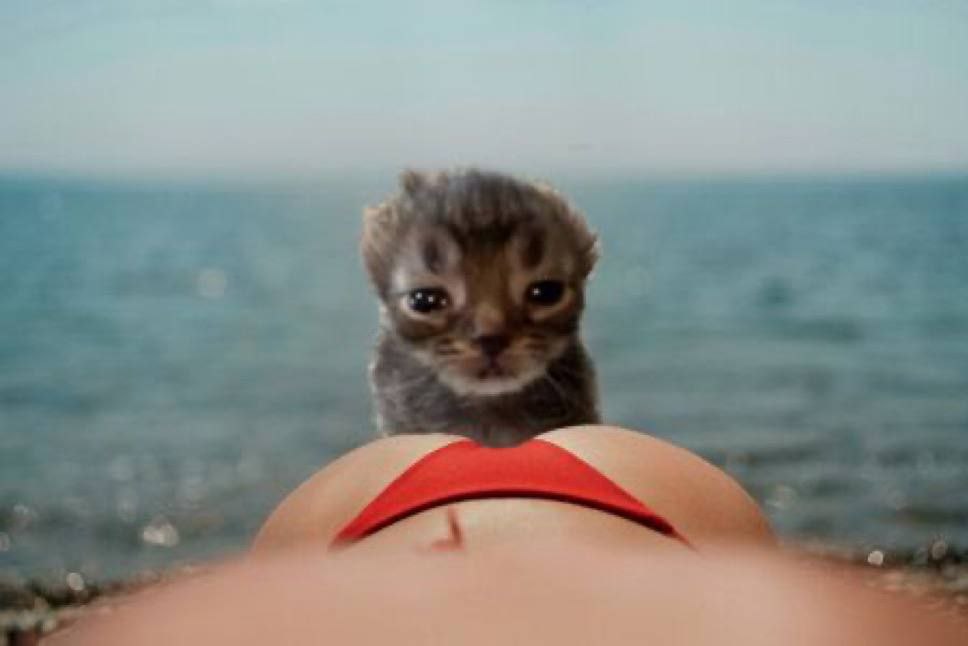 PIWI on SOL tweet media