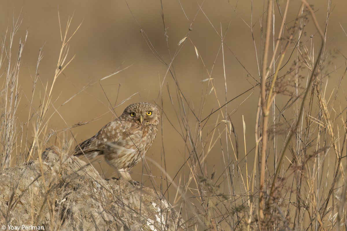 yoavperlman's tweet photo. Why I am not taking part in @GlobalBirdfair this year:
https://t.co/2SIRigs6GZ

Little Owl photo without context https://t.co/eMnzhqWooC