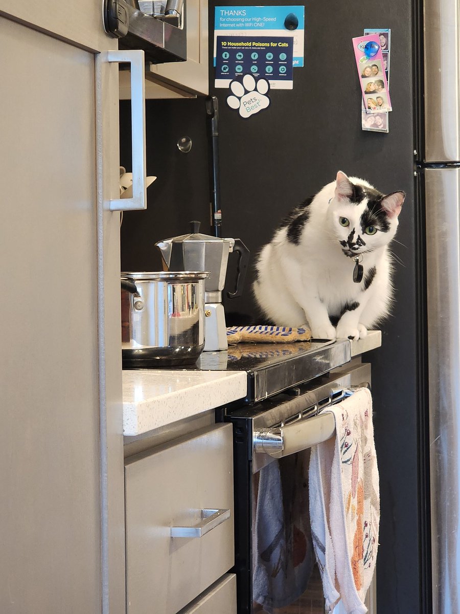 PawsitivelyPaw3's tweet photo. "Wut u mean, 'burnt da cat treatos'?!"
-Onyx

(Stove and oven were off and cool at the time this photo was taken!) https://t.co/YerV2cCpcr