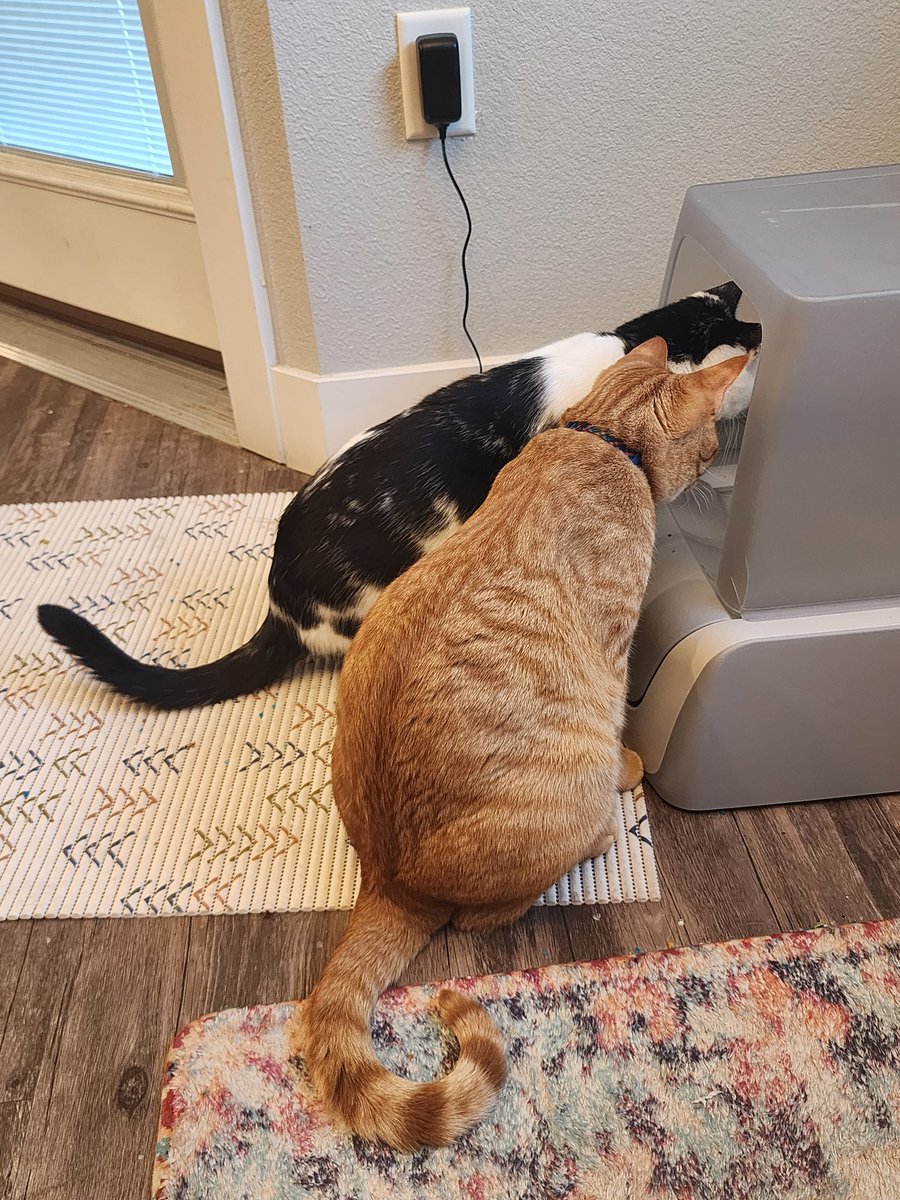 PawsitivelyPaw3's tweet photo. "Nd dens!! It magically scoop up our poop!!! Watch wif mineself, brofur Whsikey!"
-Onyx

"Woahssss!"
-Whiskey https://t.co/L6zPI43tvp