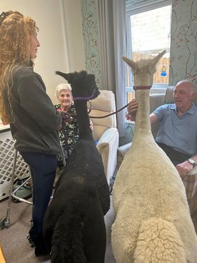 TrinityFold's tweet image. Return of the Alpaca's to Trinity Fold!