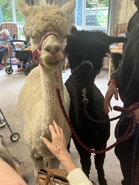 TrinityFold's tweet image. Return of the Alpaca's to Trinity Fold!