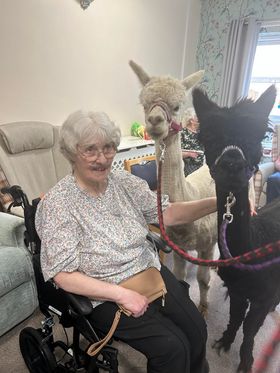 TrinityFold's tweet image. Return of the Alpaca's to Trinity Fold!