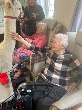 TrinityFold's tweet image. Return of the Alpaca's to Trinity Fold!