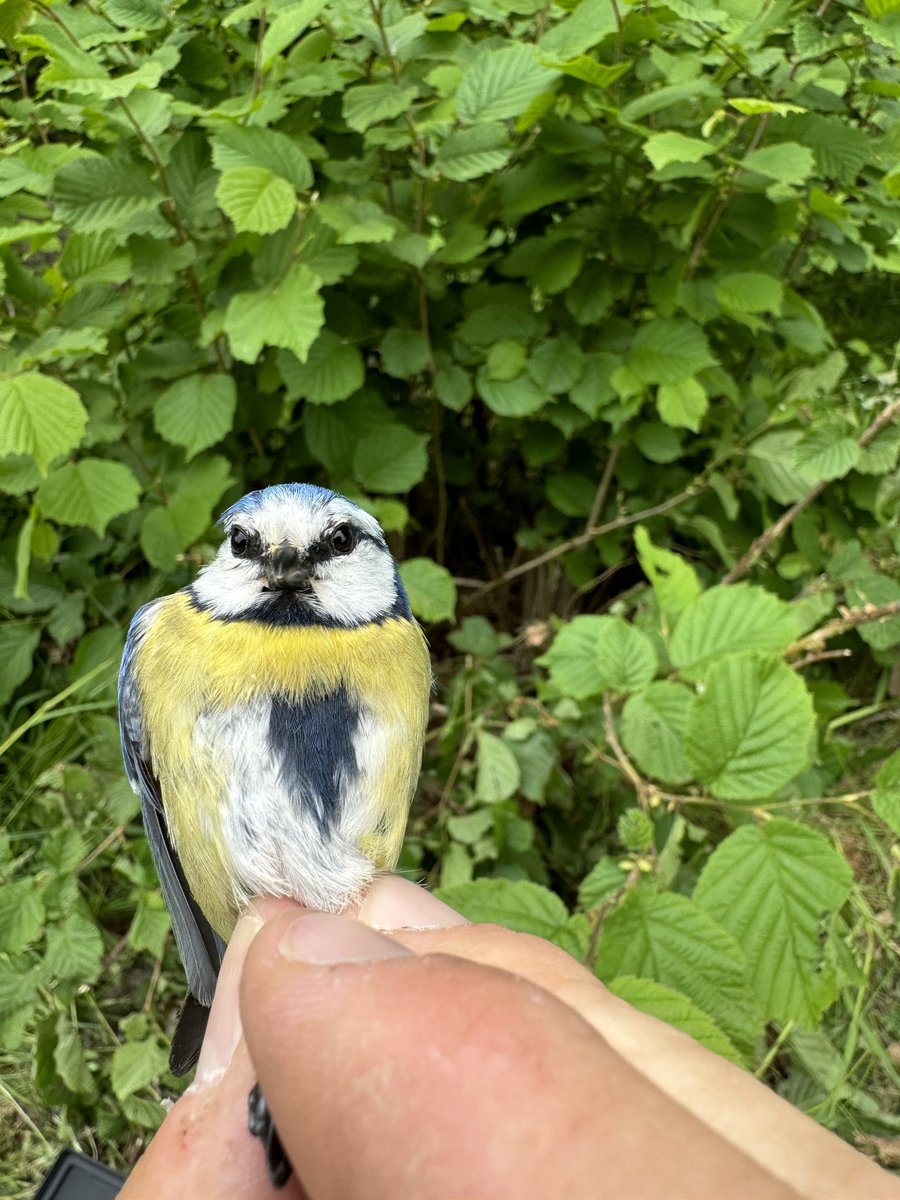 Gotland Blåmes tweet media