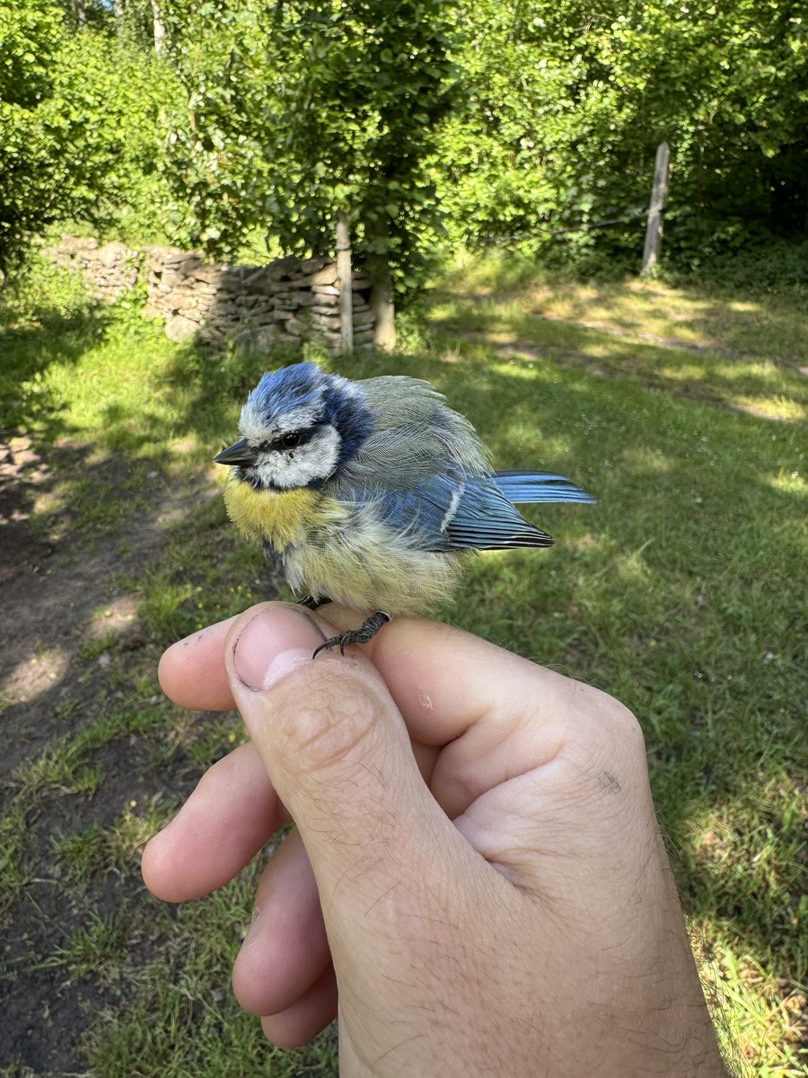Gotland Blåmes tweet media