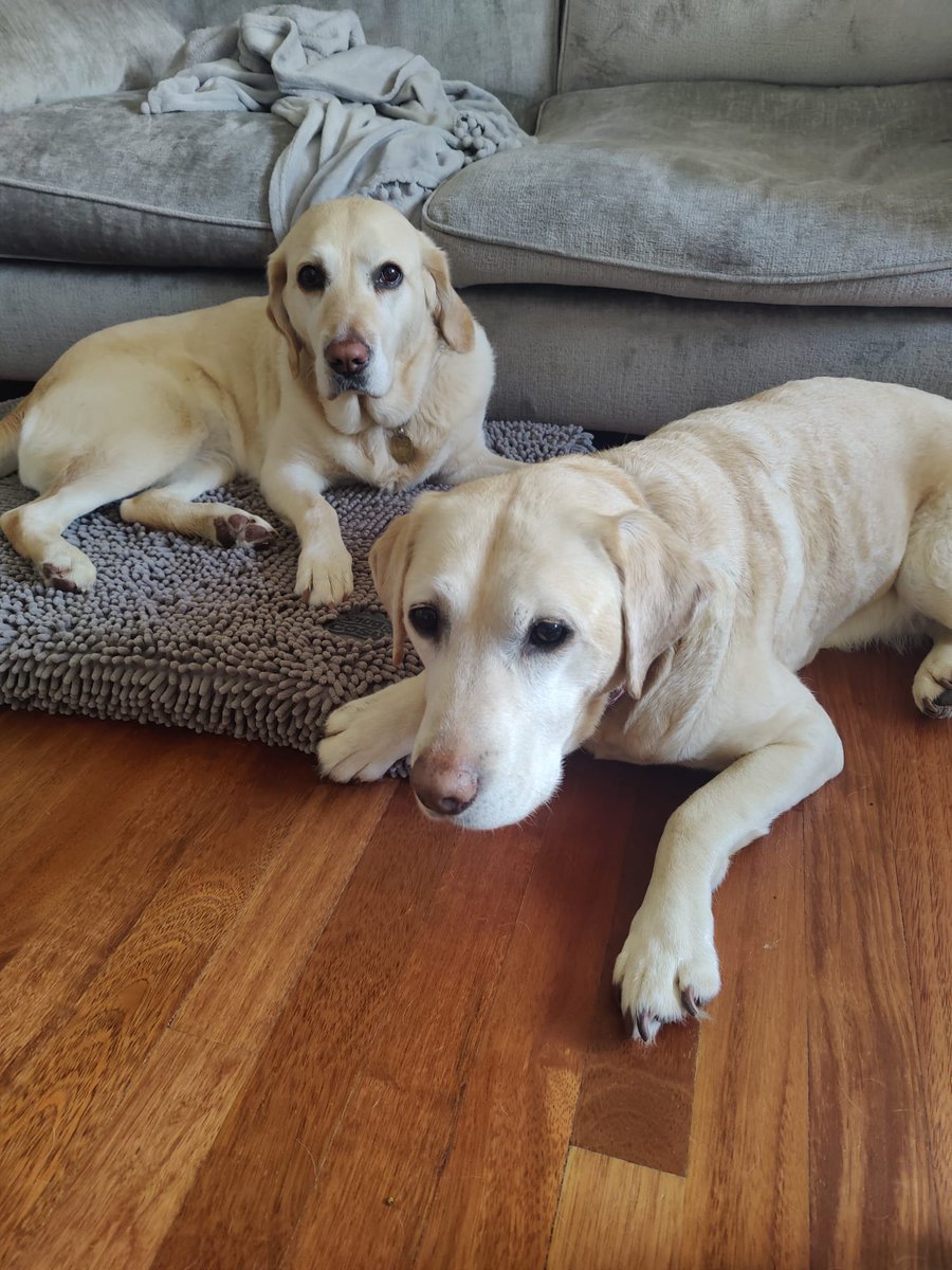 still enjoying my retirement. Got to meet another <a href="/guidedogs/">Guide Dogs</a>  in training, showing them  the ropes.  Hoping mummy gets a new guide dog soon. I know she misses me but also really needs a new pawsome guide. She's been waiting for 10 months now. Be strong, mummy!