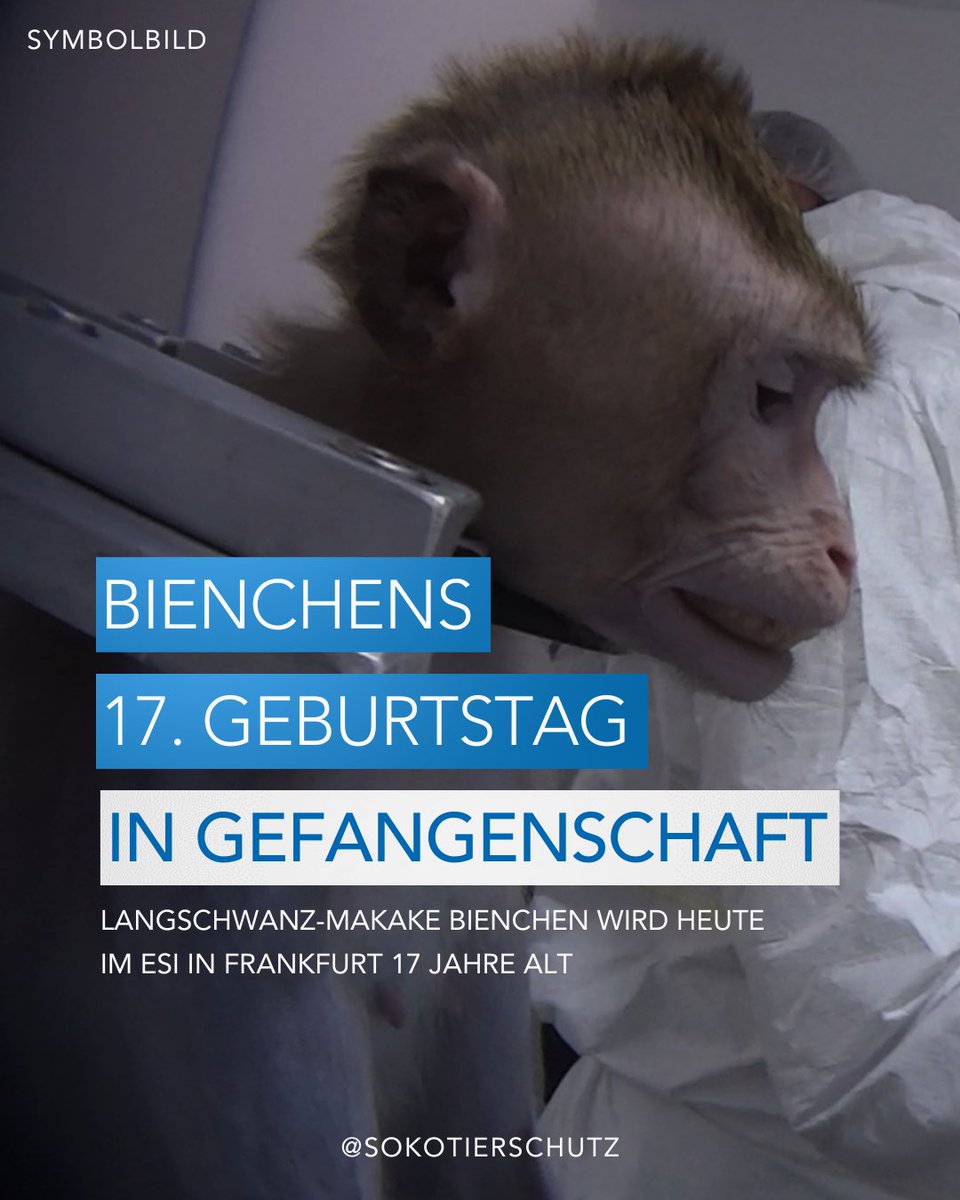 SOKO_Tierschutz's tweet image. Kommt am 06.07. nach FFM zur Großdemo auch für BIENCHEN die heute 17 Jahre alt wird, in Gefangenschaft im ESI.
