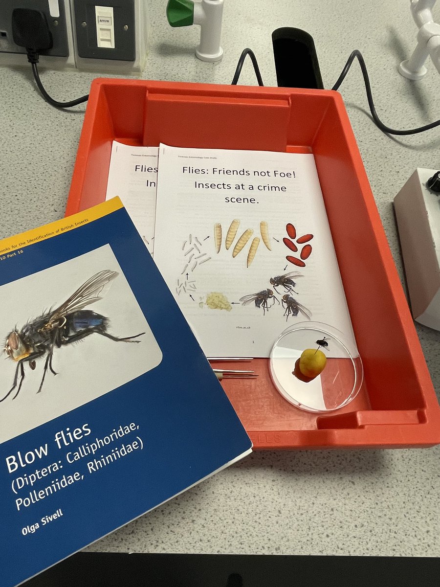 Already for <a href="/Walsall_Academy/">Walsall Academy</a> summer school. Nothing beats a bit of #ForensicEntomology first thing in a morning! #SexDetermination #SpeciesIdentification #Blowflies