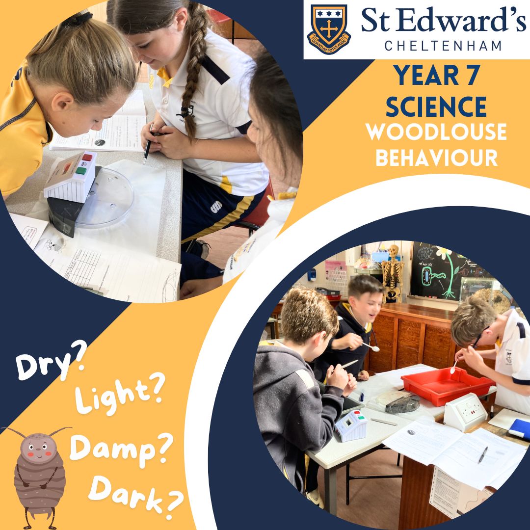 In Science, Year 7 had a fabulous time, investigating the behaviour of woodlice. What conditions do they prefer? Dark, Light, Damp or Dry? 
What do you think?
Ask a Year 7 if you want to know!
#SECScience #SECYear7