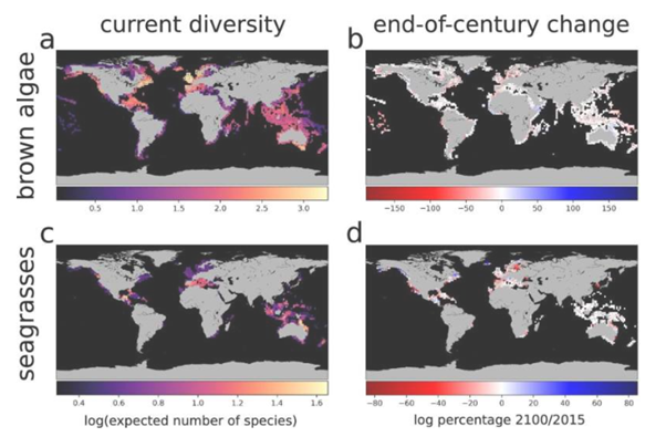Project Seagrass tweet media