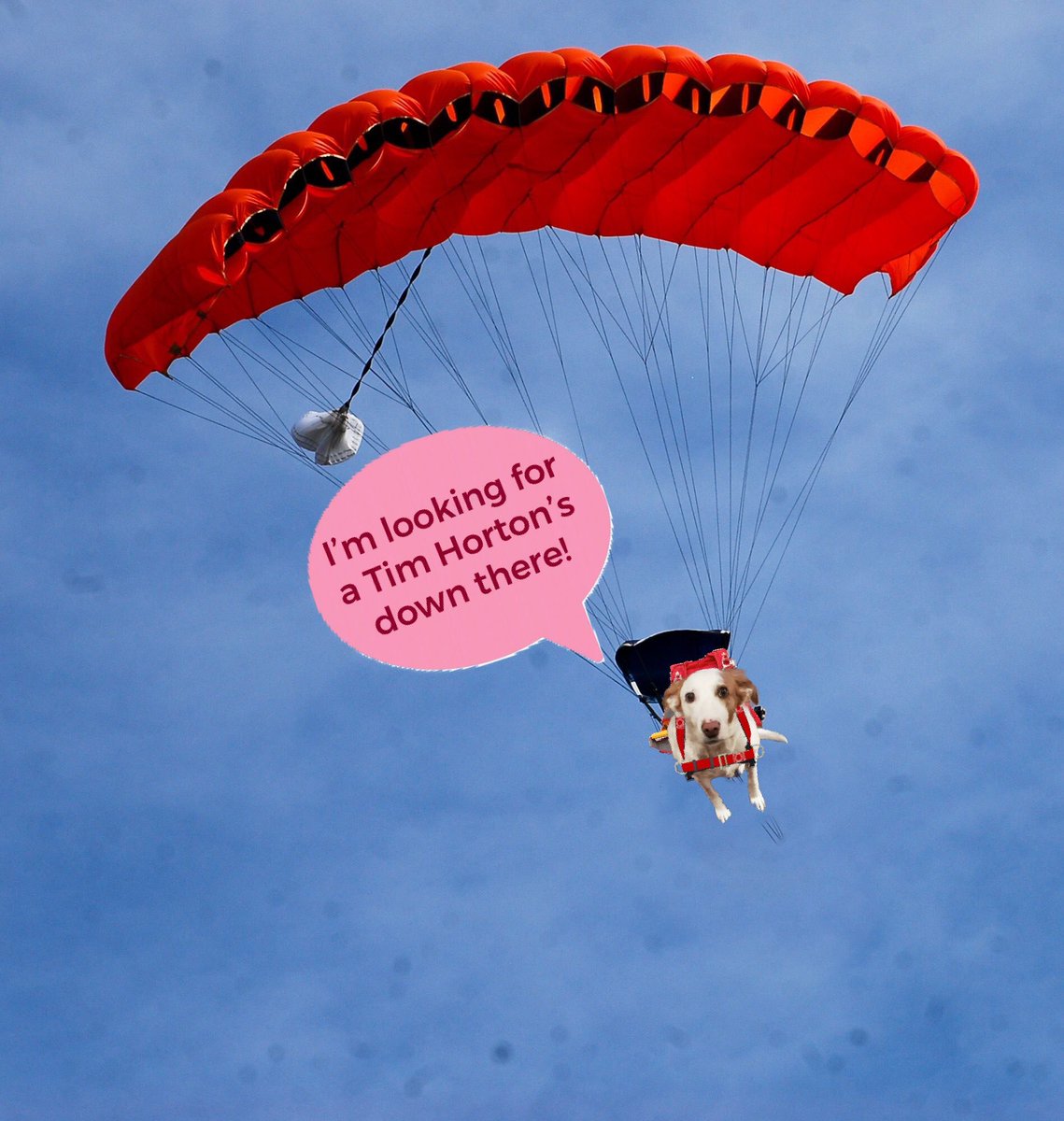 CanadianPenny1's tweet image. I've been trying to think of what to say... because thank you doesn't seem like enough. I'm just a rescue from Canada that you brought along for an incredible ride. You are all amazing #TJ5 ♥️