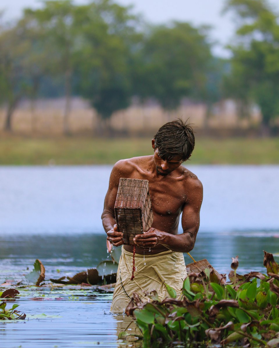 jeetsnaps's tweet photo. Fish Trapping in bamboo cage...
#Rural #photography #Fishtrapping #ShotOnCanon #Natgeo #NaturePhotography #explore https://t.co/oSoUpUZVSM