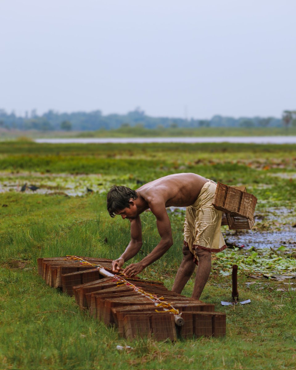 jeetsnaps's tweet photo. Fish Trapping in bamboo cage...
#Rural #photography #Fishtrapping #ShotOnCanon #Natgeo #NaturePhotography #explore https://t.co/oSoUpUZVSM
