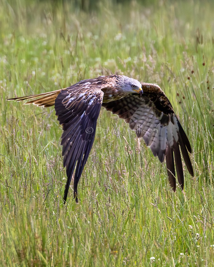 DavidMollison's tweet photo. Red Kite taken from Studio Hide at @argatyredkites #argatyredkites #rspb #bbcspringwatch #scottishfieldmagazine #scotlandmagazine #outdoorphotographymagazine #hiddenscotlandmagazine #canonr5 #britishbirds https://t.co/UF64QpFZSO