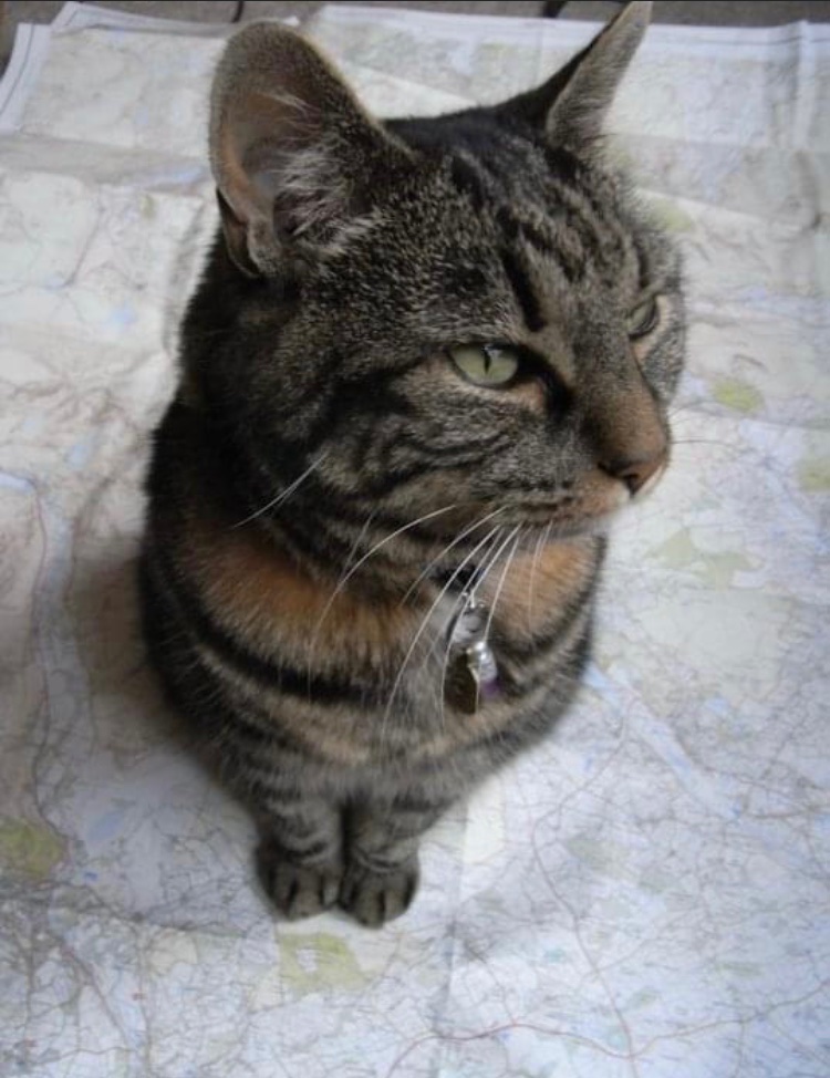 CSI_Linguist's tweet photo. @Battersea_ Our beautiful Chloe, adopted from @battersea in 2004, and the most wonderful companion for 17 years x https://t.co/mKQH7If87L