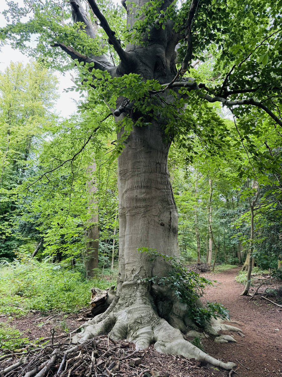 Happy #thicktrunktuesday 💚🌳