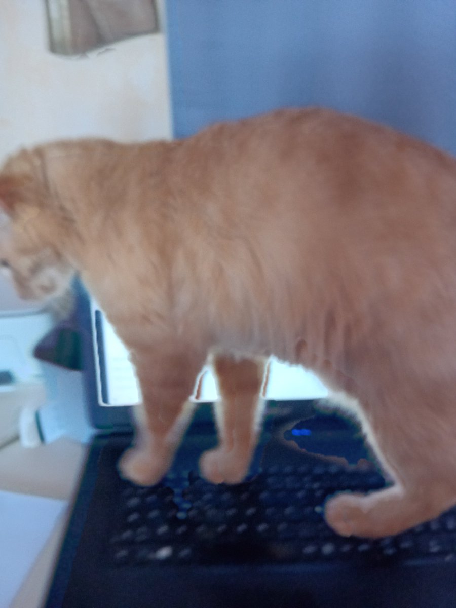 Je vais vous avouer la vérité : c'est le chat qui écrit mes livres !