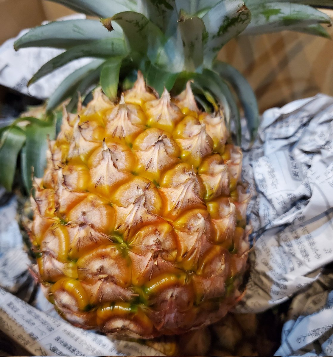 6813745mm's tweet photo. そろそろ食べ頃かー🍍😋 https://t.co/7XvPLjzHHv