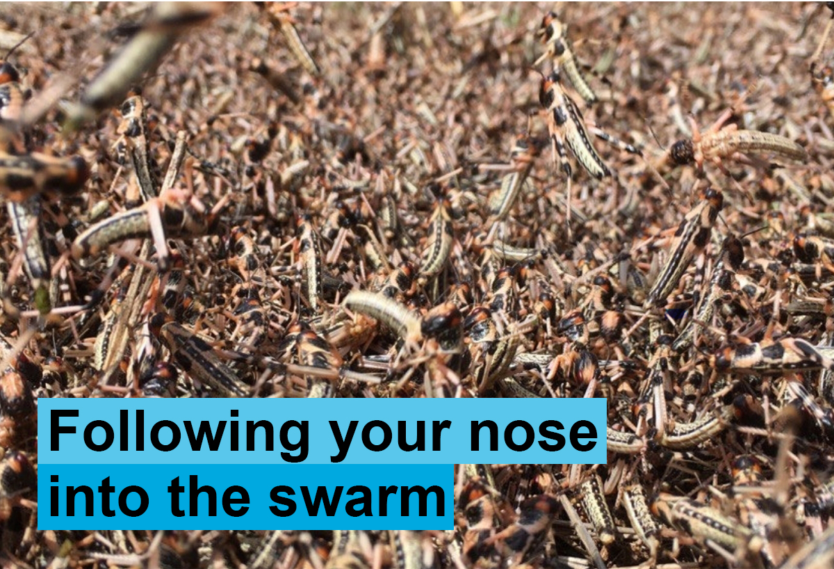 Universität Konstanz (@unikonstanz) on Twitter photo Locusts adapt their sense of smell to better detect sparse food sources in crowded swarms of up to billion animals, as researchers from the #UniKonstanz Cluster of Excellence <a href="/CBehav/">Centre for the Adv Study of Collective Behaviour</a> discovered. Results are now published in <a href="/NatureComms/">Nature Communications</a>. t1p.de/dfalj Locusts adapt their sense of smell to better detect sparse food sources in crowded swarms of up to billion animals, as researchers from the #UniKonstanz Cluster of Excellence <a href="/CBehav/">Centre for the Adv Study of Collective Behaviour</a> discovered. Results are now published in <a href="/NatureComms/">Nature Communications</a>. t1p.de/dfalj