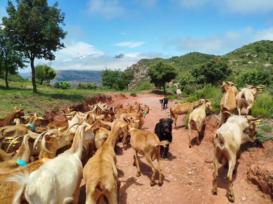 ajvacarisses's tweet photo. #bondiavacarisses ⛰🐐 via @CanMimo_pastors #viuvacarisses #vacarisses #canmimo #pastura #montserrat https://t.co/rvD4KG5mUd