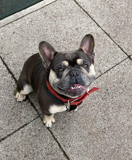 #rehomehour 
Toby 6 yr 6 month old French Bulldog, he's very 
friendly and loves meeting people, can be barky with 
other dogs so pet free home and can live with children 
10+, more info/adopt him from <a href="/BleakholtUK/">Bleakholt Official</a>