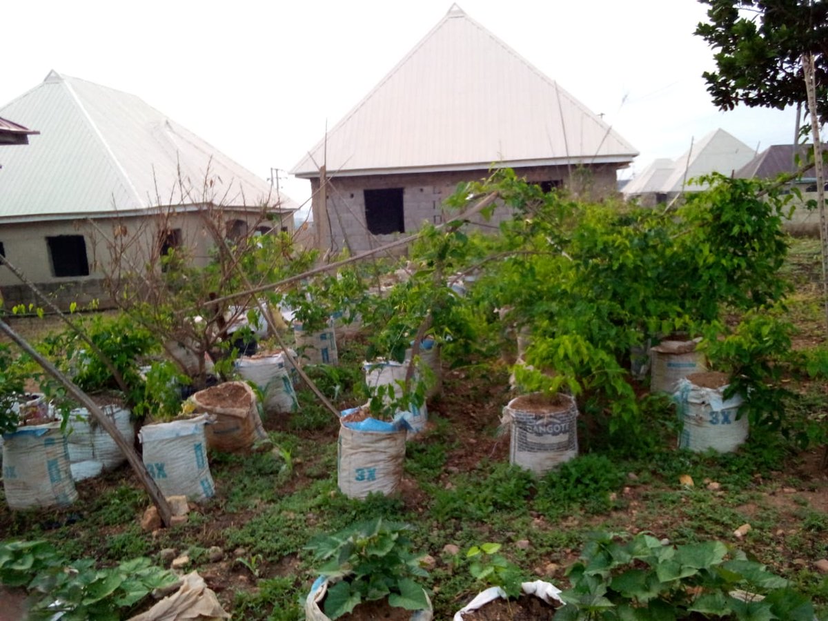 miketerungwa's tweet photo. As the #rains blesses our soil, start your #UrbanGarden around your home, open and green spaces around. While urging Govt to support local farmers to boast food production, you can help yourself #OperationFeedYourself  Nigerians Abuja
@gifsep4climate 
#Permaculture 
#Climate https://t.co/XT262M065m