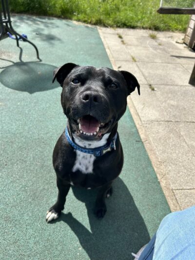 #rehomehour
Milo 7 yr 0 month Staffie, he's super friendly and loves 
everyone, does jump up to say hello, ok with some 
dogs but not all so calm pet free home, can live with 
children 13+ not keen on loud noises, more info/adopt 
him from <a href="/BleakholtUK/">Bleakholt Official</a>