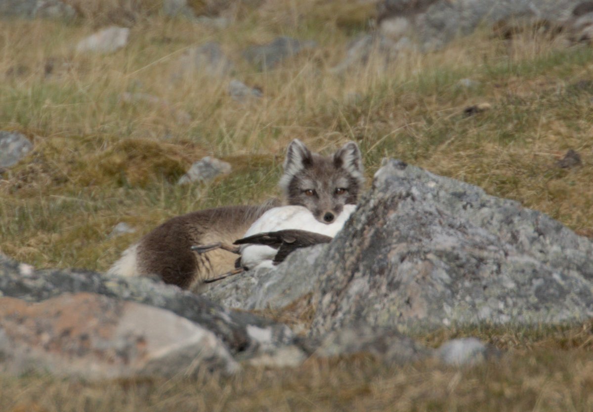 Biological, Earth & Environmental Sciences, UCC (@uccbees) on Twitter photo While monitoring seabirds in Svalbard, saw this cheeky fellow also monitoring the colony- but for a whole other reason... <a href="/seabird_watch/">Seabird Watch</a> While monitoring seabirds in Svalbard, saw this cheeky fellow also monitoring the colony- but for a whole other reason... <a href="/seabird_watch/">Seabird Watch</a>