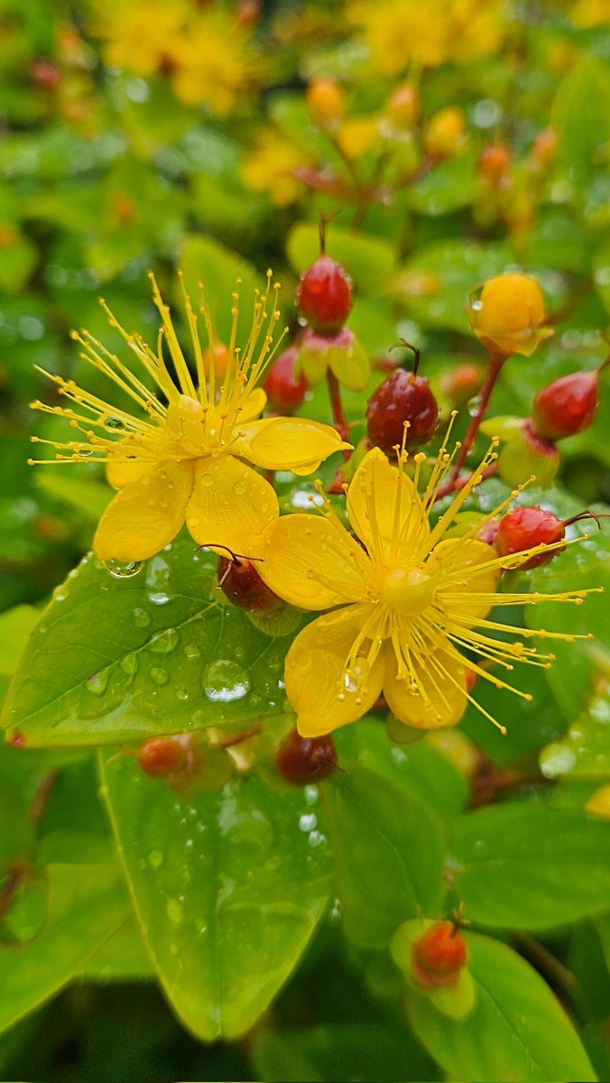 carovdster's tweet image. #tuintweet #hypericum