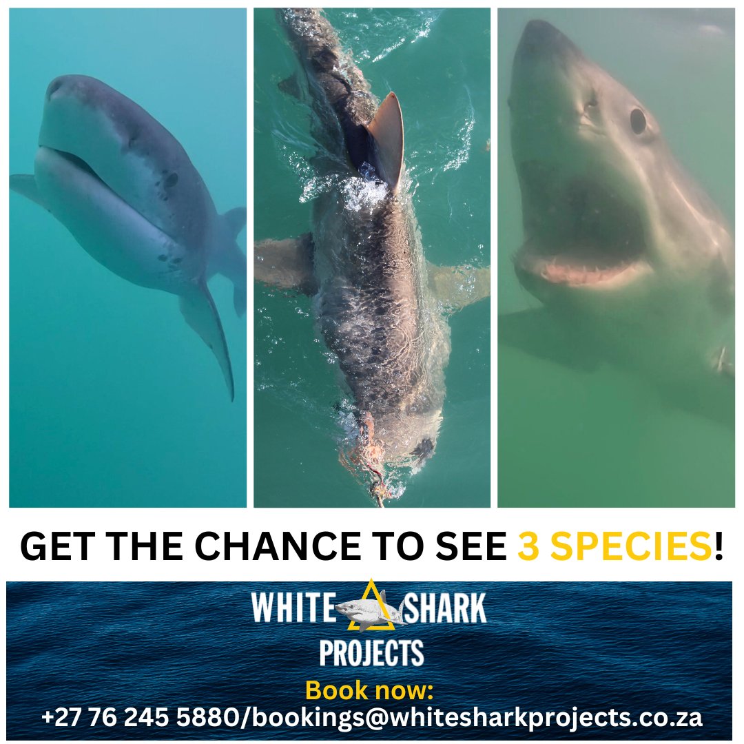 White Shark Projects tweet media