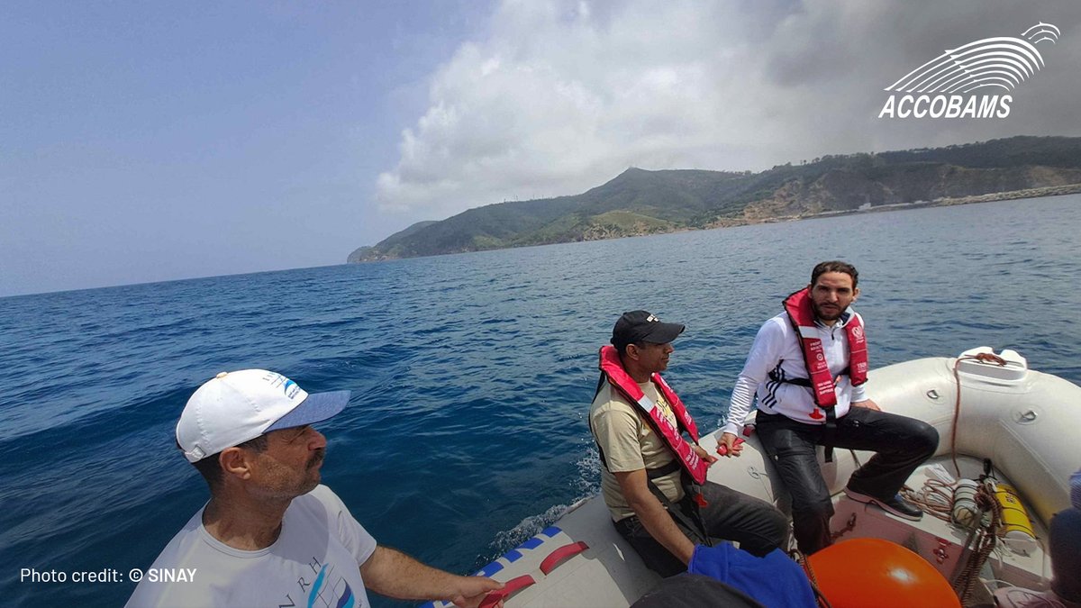 🌊 Reducing depredation in Moroccan fishing grounds is vital. With #INRH and <a href="/FAO/">Food and Agriculture Organization</a>, #ACCOBAMS supports efforts to monitor dolphins using <a href="/SinayCommunity/">SINAY</a> acoustic tools. 

#TechnologicalInnovation #SustainableFishing