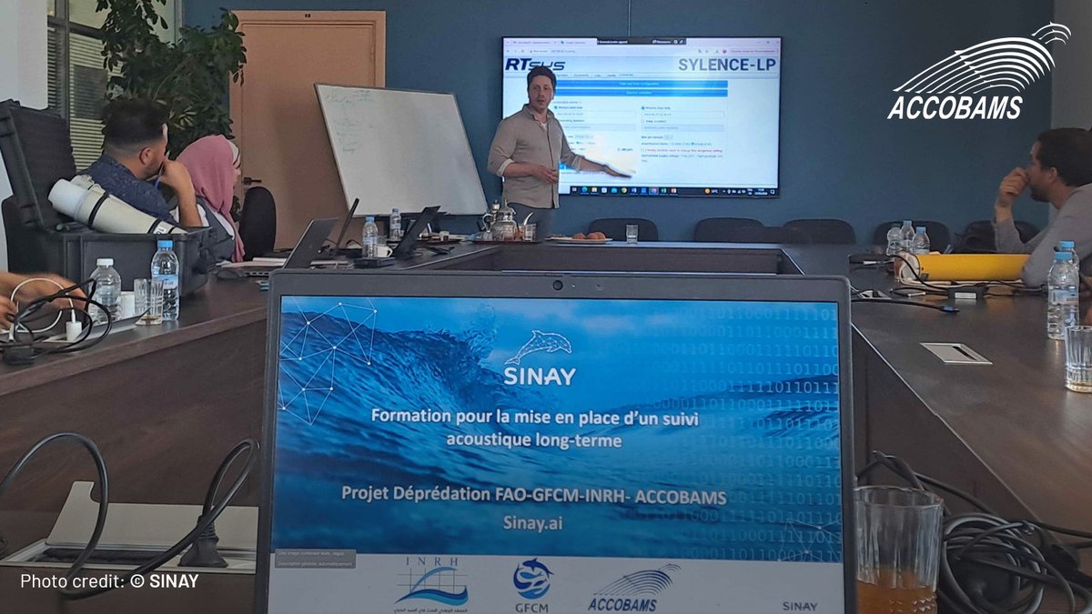 ACCOBAMS's tweet image. 🌊 Reducing depredation in Moroccan fishing grounds is vital. With #INRH and @FAO, #ACCOBAMS supports efforts to monitor dolphins using @SinayCommunity acoustic tools. 

#TechnologicalInnovation #SustainableFishing
