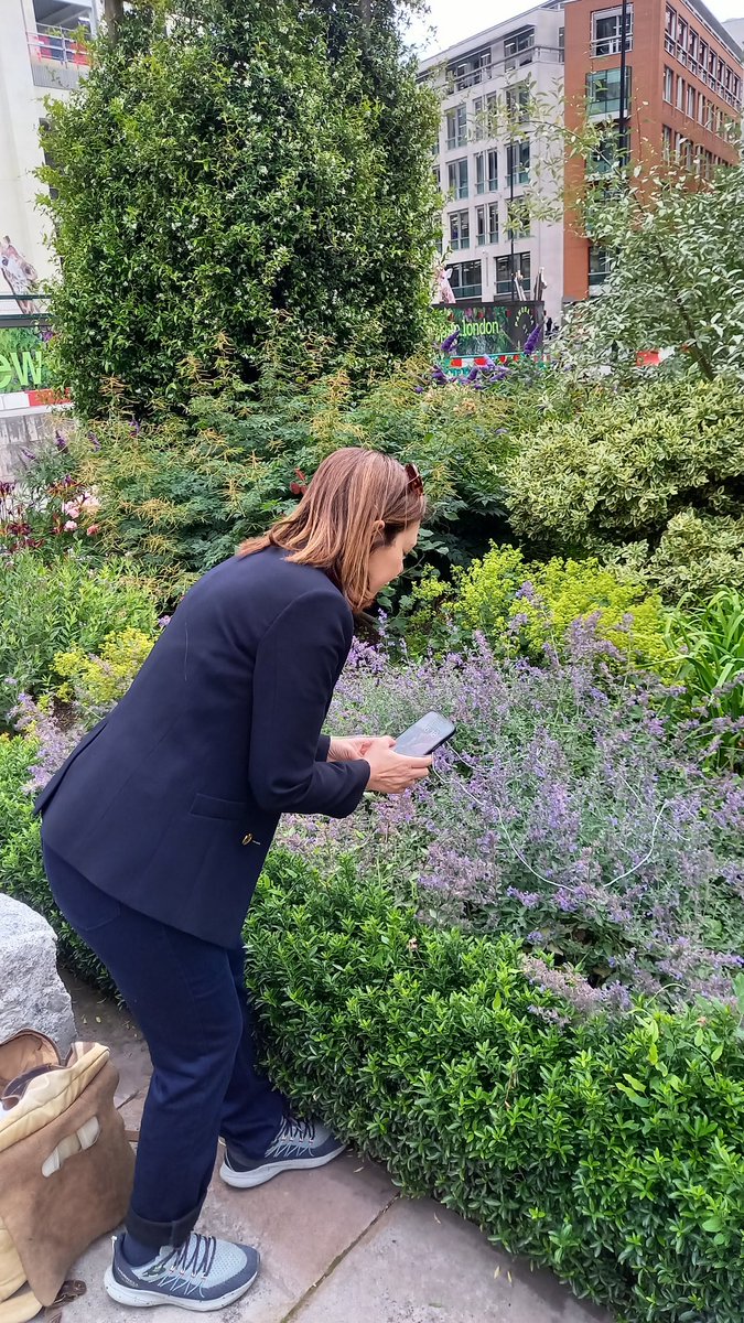 BeesintheCity's tweet photo. Took part in the @PollinatingLT @PoMScheme #FITCounts  recording the pollinators I could see in 10 mins on a small patch of Nepeta in a City of London garden. As expected it was mainly honeybees, 1 hoverfly and 1 solitary bee ( Four-banded flower bee) https://t.co/jDYr6PtVKs https://t.co/5I7ksqDkmL