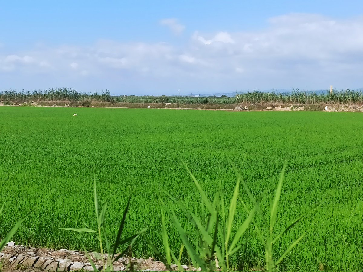 Ana Mª Cano Arribas tweet media