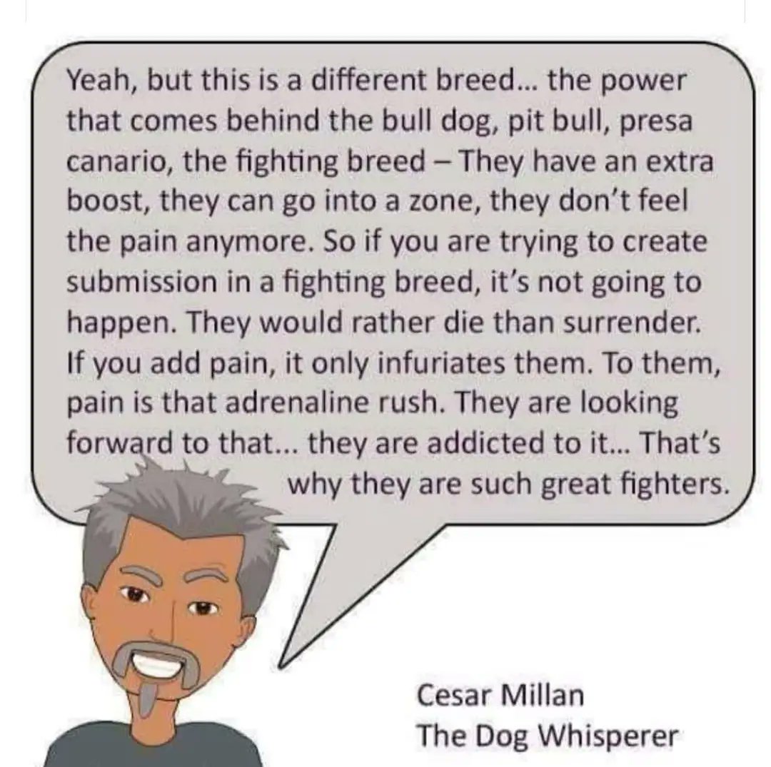 Juraunmezhs's tweet image. #pitbull #bully #bullybreed #banpitbulls #victimsmatter