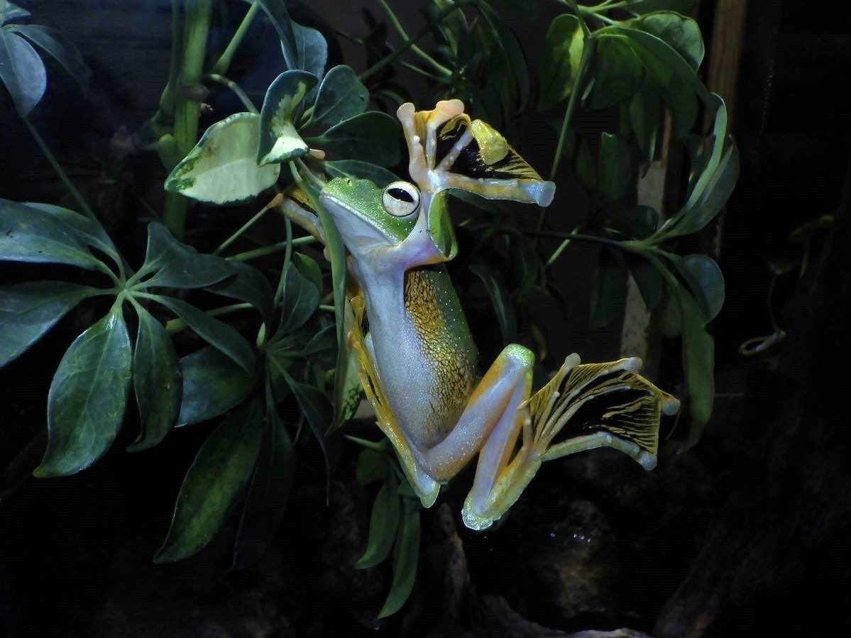 体感型カエル館Kawazoo 【クロマクトビガエル】 ガラスに張り付いて