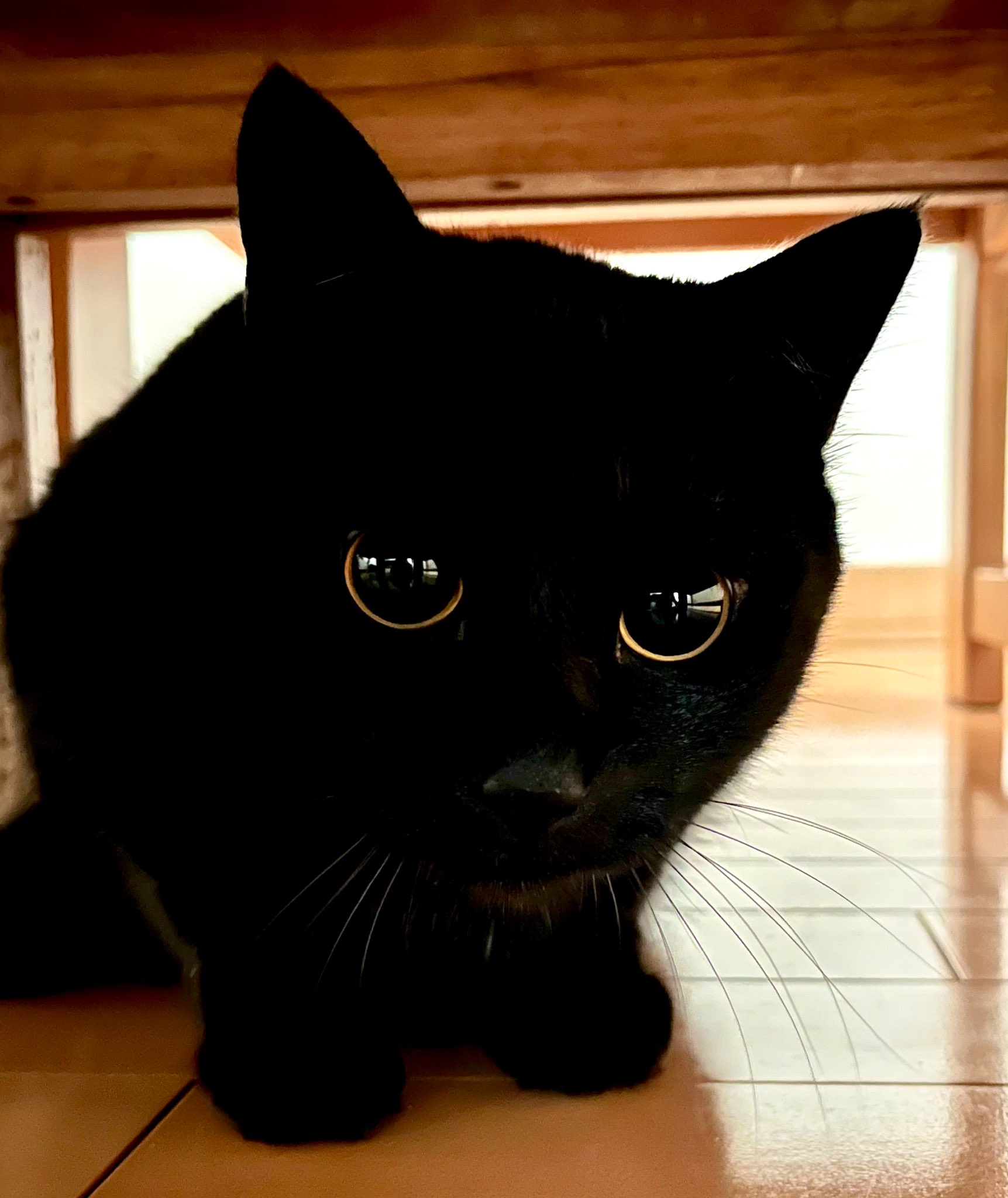 キラキラ⭐️　ひょっこり猫 キラキラ招き猫 ブラック 特大