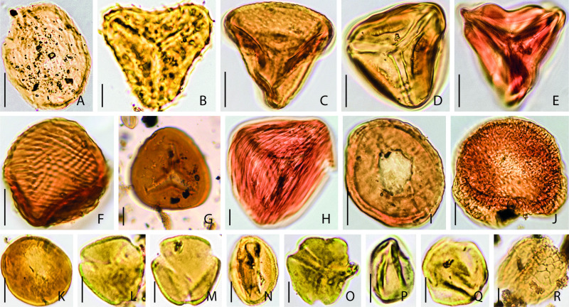 CGoisMarques's tweet photo. Kvaček &amp; al. in press| Cenomanian terrestrial paleoenvironments from the Bohemian #Cretaceous Basin in Central #Europe and their implications for #angiosperm #palaeoecology | Palaeo3: https://t.co/kaqAlWXhUZ
#Palaeobotany https://t.co/dhed2OtaOw