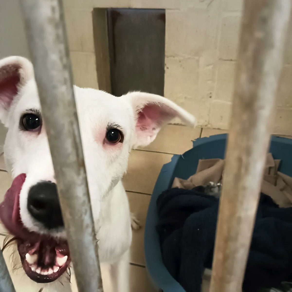 Richard Pettinger tweet media