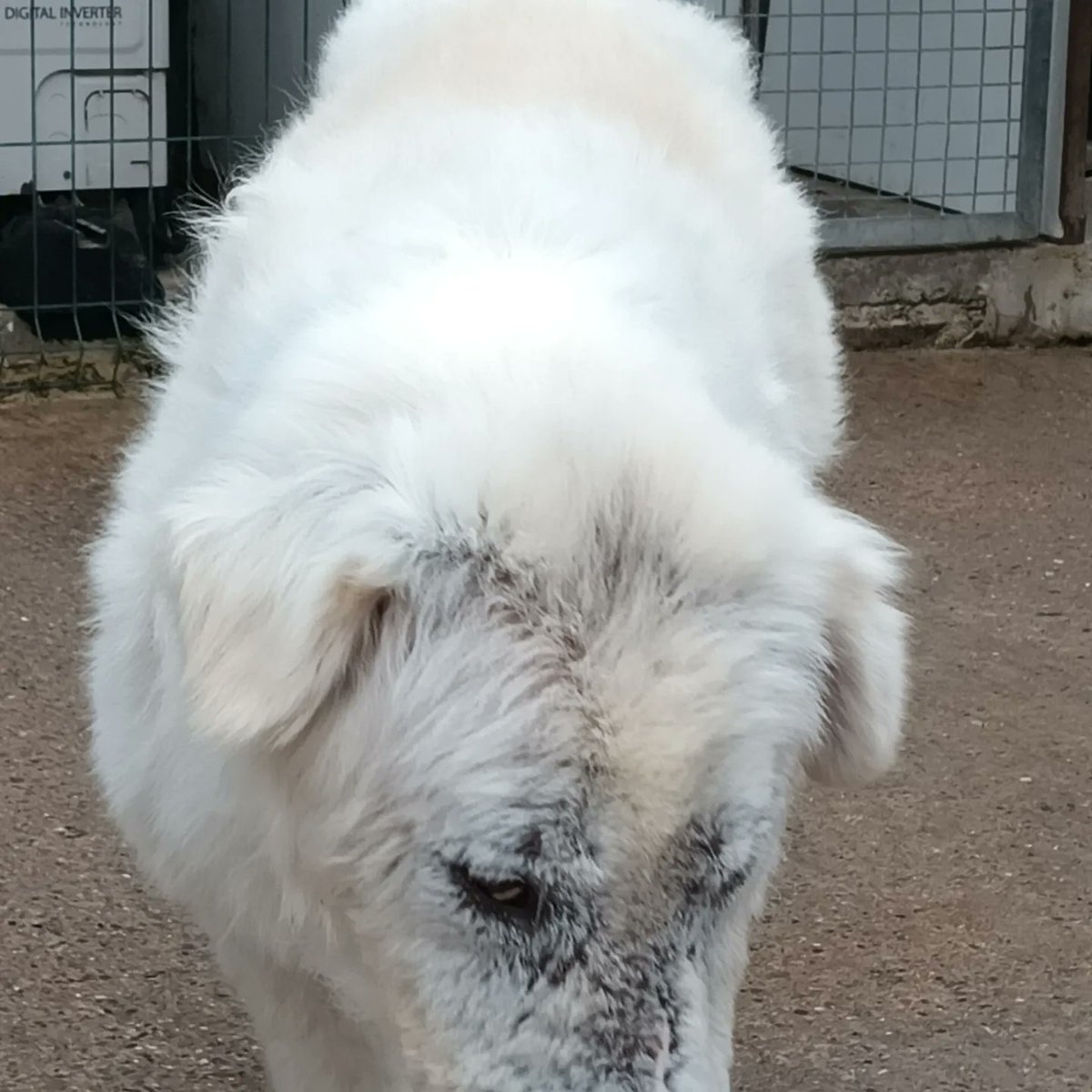 Richard Pettinger tweet media