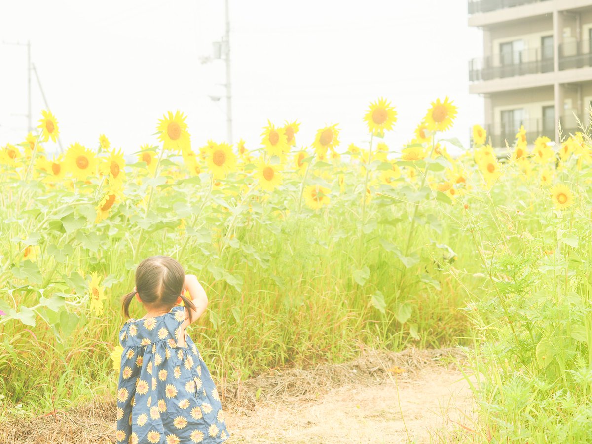 07_1202's tweet photo. 娘と🌻 https://t.co/aJufFa1aQQ